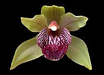 Cymbidium Little Darling Flower. A hybrid orchid