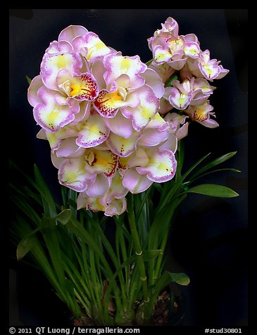 Cymbidium Lucky Gloria 'Tri Lip'. A hybrid orchid