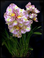 Cymbidium Lucky Gloria 'Tri Lip'. A hybrid orchid (color)