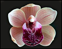 Cymbidium Mary Green 'Bing Cherry'. A hybrid orchid