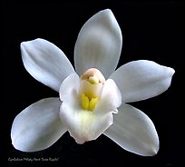 Cymbidium Melody Heart 'Snow Ripples' Flower. A hybrid orchid
