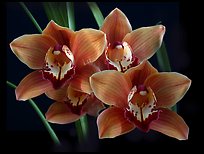Cymbidium Mighty Margaret 'Wainakea Orange'. A hybrid orchid (color)