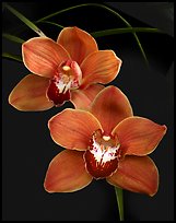 Cymbidium Mighty Sunset 'Annabelle'. A hybrid orchid (color)
