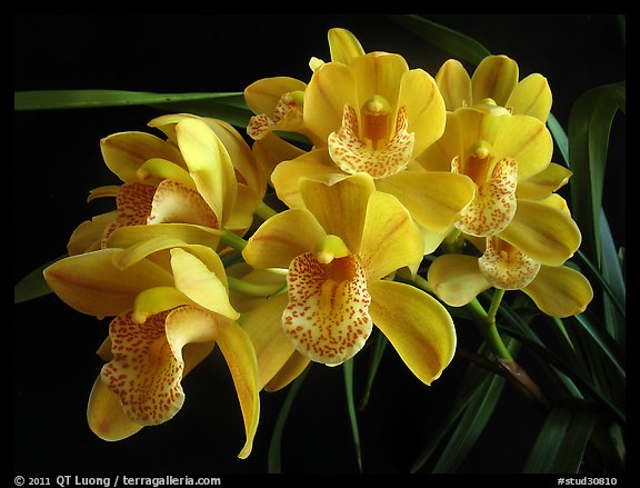 Cymbidium Mini Dream 'Gold Sovereign'. A hybrid orchid (color)