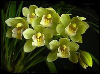 Cymbidium Mini Sarah 'The Queen'. A hybrid orchid ( color)