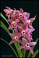 Cymbidium Minneken 'Khobai'. A hybrid orchid