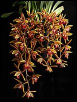 Cymbidium Miss Muffet. A hybrid orchid ( color)