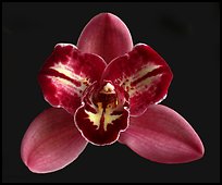 Cymbidium Pepper's Fire 'Fiesta'. A hybrid orchid (color)