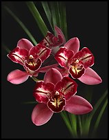 Cymbidium Pipeta 'Royal Gem' Flower. A hybrid orchid