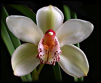 Cymbidium Peter Dawson 'Granadier'. A hybrid orchid ( color)