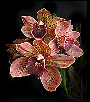 Cymbidium Pinata Flower. A hybrid orchid
