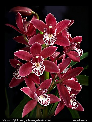 Cymbidium Pipeta 'Royal Gem'. A hybrid orchid (color)