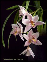 Radiant Beam 'Mother's Love'. A hybrid orchid (color)