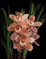 Cymbidium Scott's Sunrise. A hybrid orchid ( color)