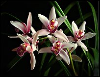 Cymbidium Showgirl 'Malibu'. A hybrid orchid
