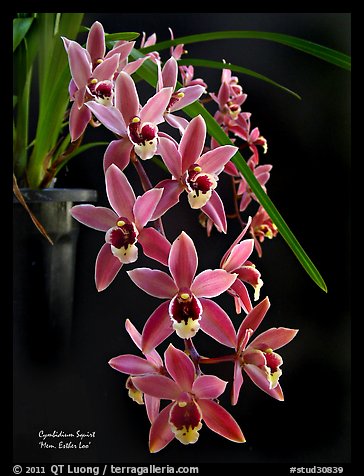 Cymbidium Squirt 'Mem. Esther Loo'. A hybrid orchid (color)