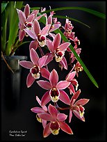 Cymbidium Squirt 'Mem. Esther Loo'. A hybrid orchid (color)