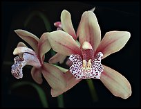 Cymbidium Starbright Flower. A hybrid orchid (color)