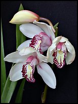 Cymbidium Summer Love 'Petra'. A hybrid orchid (color)