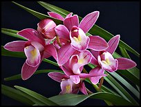 Cymbidium Sweet Wine 'Rika'. A hybrid orchid (color)