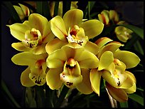 Cymbidium Tontos Target. A hybrid orchid