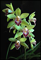 Cymbidium Valentine Love 'Spring Scent'. A hybrid orchid ( color)