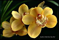 Cymbidium Valley Picture 'Ayers Rock'. A hybrid orchid (color)