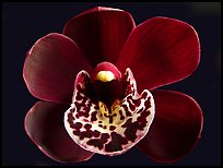 Cymbidium Willunga Regal 'Night Shade' Flower. A hybrid orchid (color)