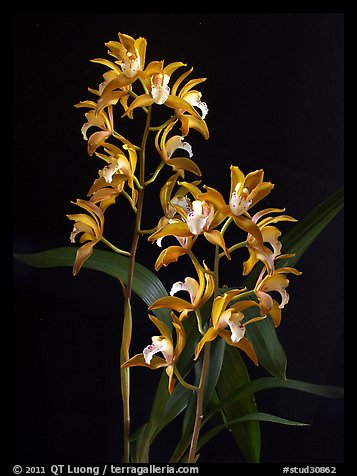 Cymbidium Wood Nymph. A hybrid orchid