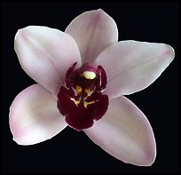 Cymbidium Yai 'Monica' Flower. A hybrid orchid