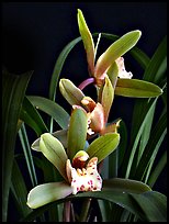 Cymbidium Zales-goeringii 'Meadowlands'. A hybrid orchid ( color)