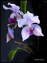 Acacallis cyanea. A species orchid