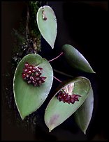 Acronia nipterophylla. A species orchid (color)