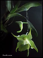 Aeranthes ramosa. A species orchid