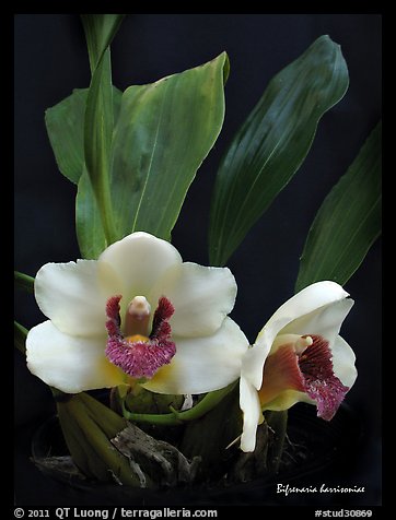 Bifrenaria harrisoniae. A species orchid