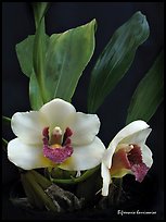 Bifrenaria harrisoniae. A species orchid