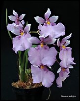 Caucacea nubigera. A species orchid