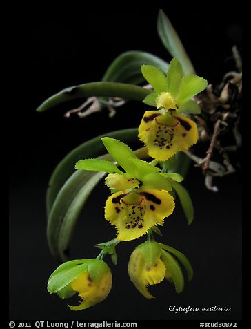 Chytroglossa marileoniae. A species orchid (color)