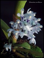 Cleisocentron merrillianum. A species orchid