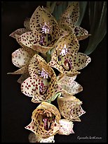 Cycnoches barthiorum. A species orchid ( color)