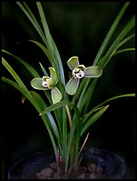 Cymbidium goeringii. A species orchid