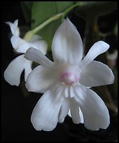 Dendrobium abberans flower. A species orchid