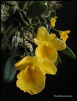 Dendrobium jenkinsii. A species orchid ( color)