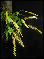 Dendrochillum pulcherrima. A species orchid (color)