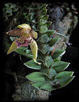 Dichaea squarrosa. A species orchid (color)