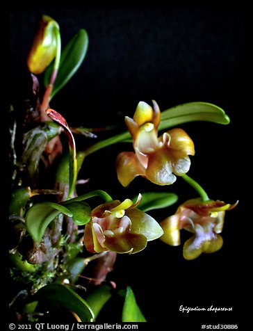 Epigeneium chaparense. A species orchid