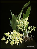 Gomesa recurva. A species orchid (color)