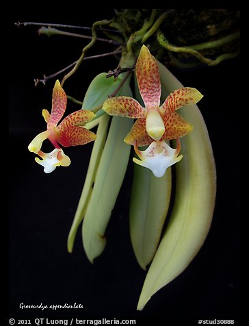 Grosourdya appendiculata. A species orchid