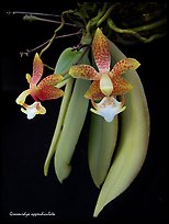 Grosourdya appendiculata. A species orchid (color)