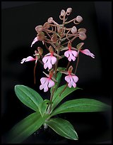 Habenaria rhodochiela. A species orchid (color)